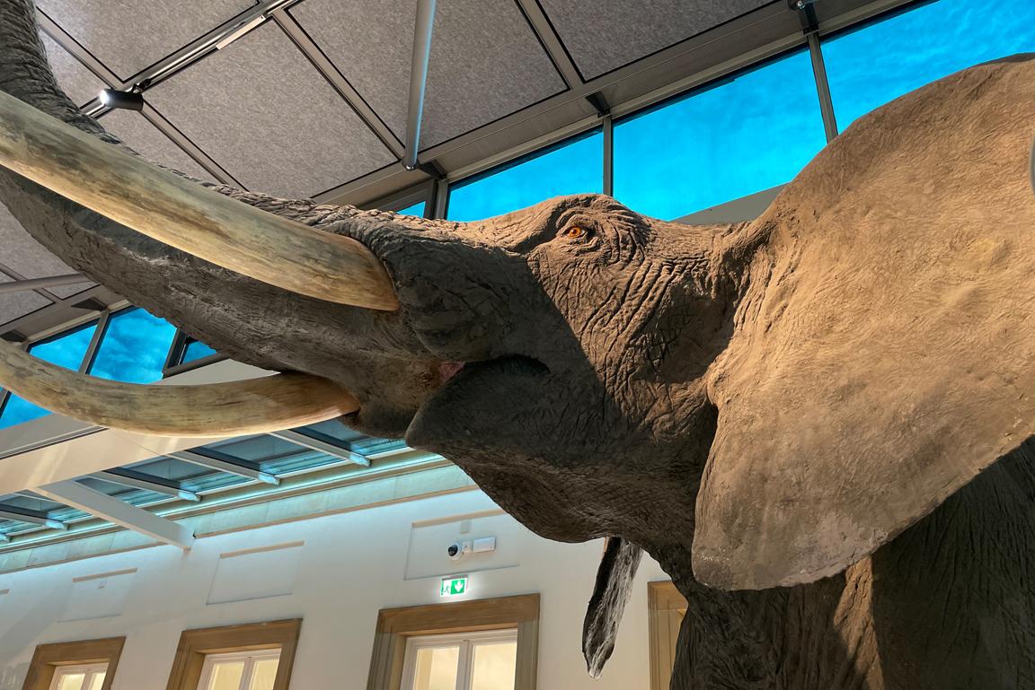 Nahaufname Kopf Präparat Afrikanischer Elefant