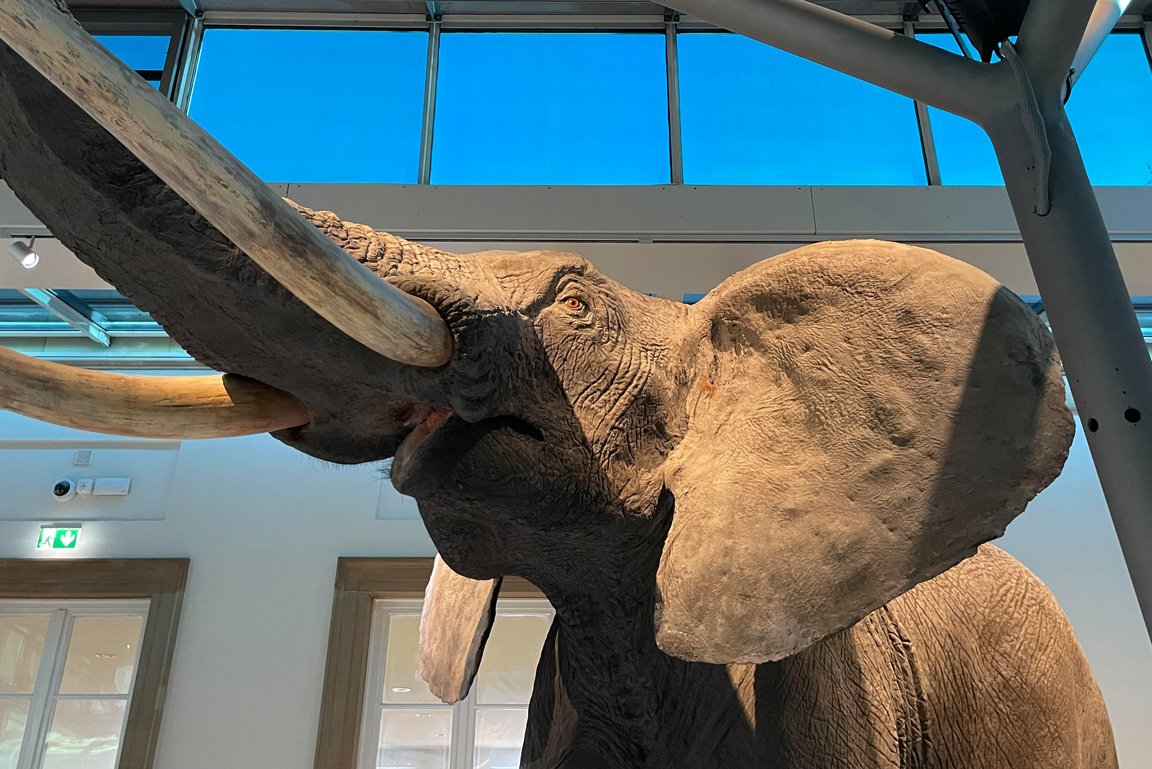 Nahaufname Kopf Präparat Afrikanischer Elefant