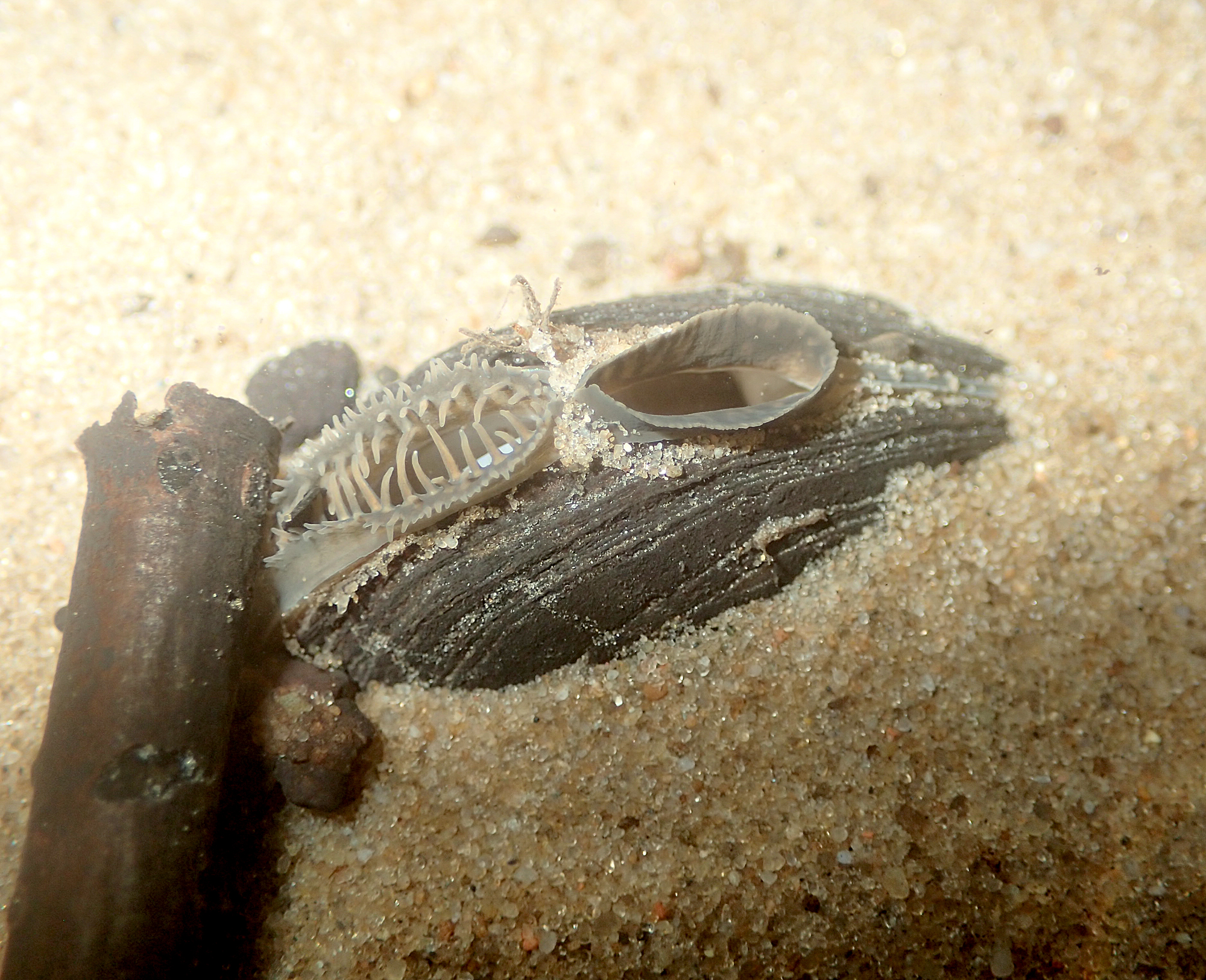 Fotografie Bachmuschel in Sand