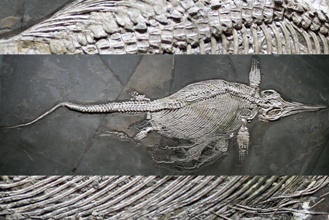 Fossil Fischsaurier Stenopterygius mit Jungtieren Schwarzer Jura