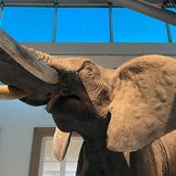 Nahaufname Kopf Präparat Afrikanischer Elefant
