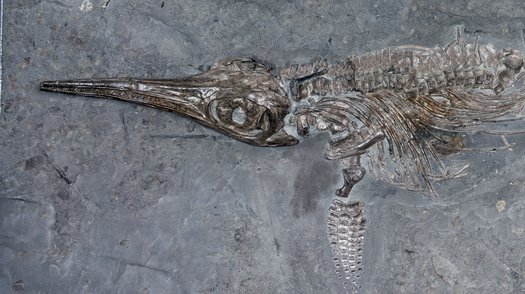 Fossil eines Fischsauriers