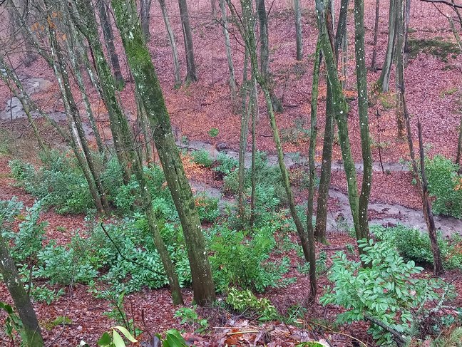 Prunus laurocerasus verbreitet sich in mitteleuropäischen Wäldern, hier in einem Wald in Baden-Württemberg.