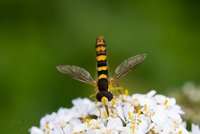 Schwebfliege auf Blume