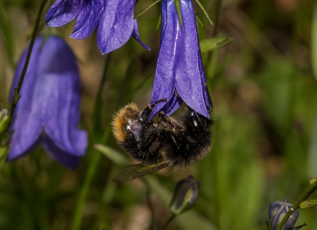 Hummel an einer violetten Blüte