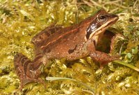 Frosch in Natur