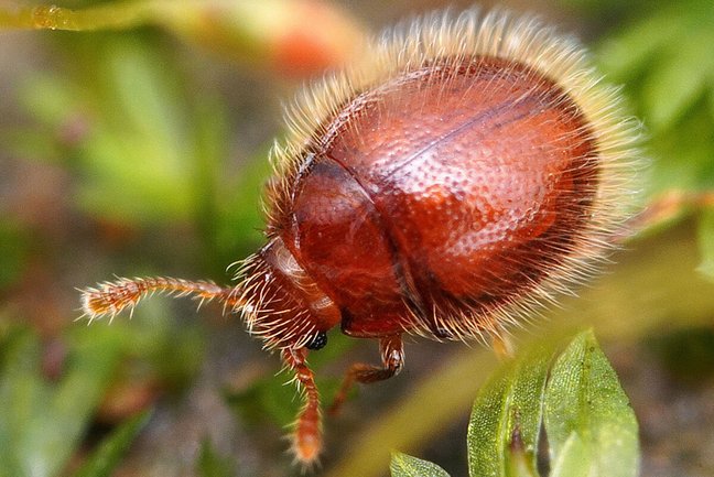 Winziger Kugelkäfer im Moos
