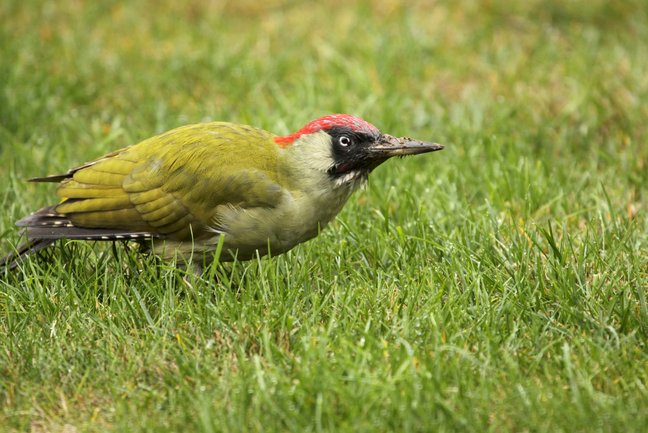 Grünspecht im Gras