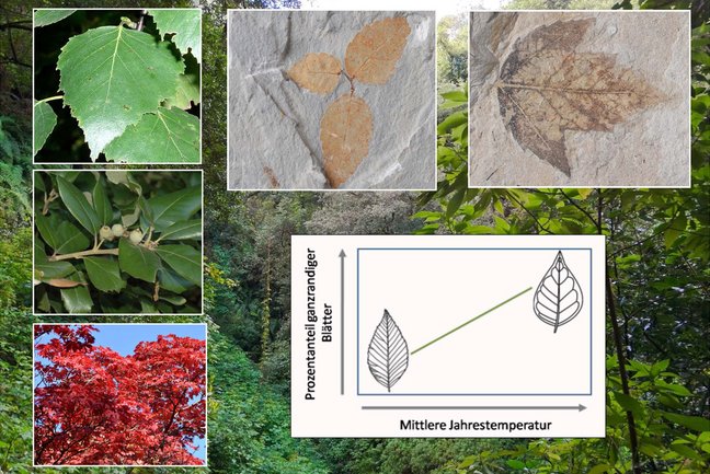 Zusammenstellung von Blättern verschiedener Pflanzen von heute und fossil und der Zusammenhang der Blattform und der mittleren Jahrestemperatur