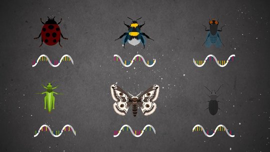 Zeichnung verschiedener Insekten mit Teil ihrer DNA darunter
