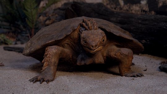 Modell der Urschildkröte Proganochelys