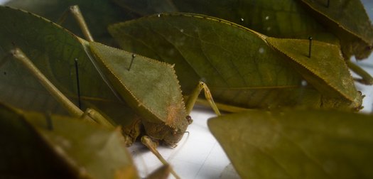 Insekten der Art Hyperhomala keyica in der Sammlung