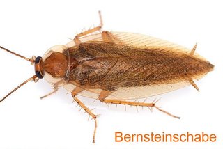 Bernsteinschabe