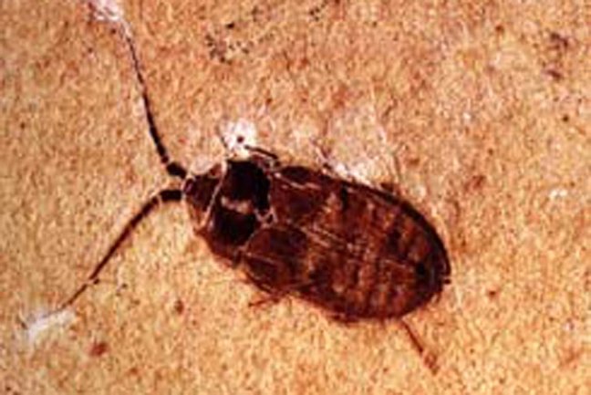 8 mm langer Käfer Fossil