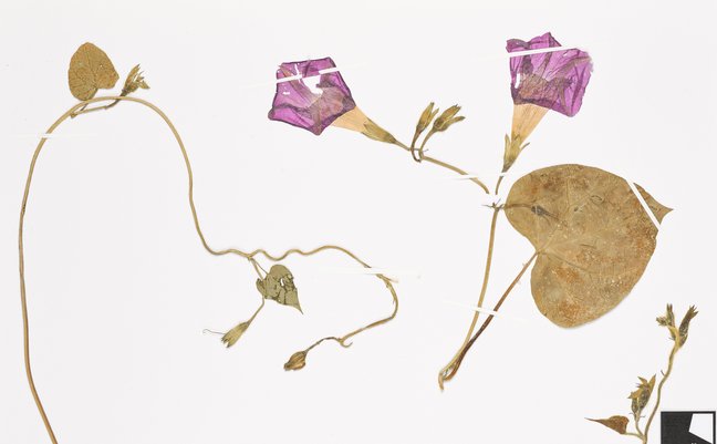 Herbarbeleg einer Purpur-Prunkwinde. Einzelne Blätter, Stängel und violette Blüten liegen auf einem weißen Blatt Papier. Ebenfalls auf dem Blatt Papier ist ein kleiner Zettel mit den Funddaten der Pflanze.