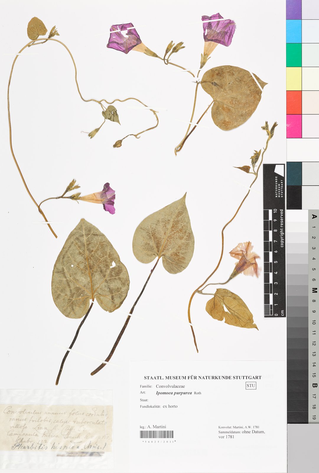 Herbarbeleg einer Purpur-Prunkwinde. Einzelne Blätter, Stängel und violette Blüten liegen auf einem weißen Blatt Papier. Ebenfalls auf dem Blatt Papier ist ein kleiner Zettel mit den Funddaten der Pflanze.