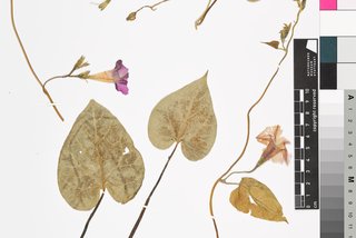 Herbarbeleg einer Purpur-Prunkwinde. Einzelne Blätter, Stängel und violette Blüten liegen auf einem weißen Blatt Papier. Ebenfalls auf dem Blatt Papier ist ein kleiner Zettel mit den Funddaten der Pflanze.