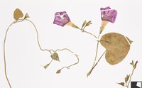Herbarbeleg einer Purpur-Prunkwinde. Einzelne Blätter, Stängel und violette Blüten liegen auf einem weißen Blatt Papier. Ebenfalls auf dem Blatt Papier ist ein kleiner Zettel mit den Funddaten der Pflanze.