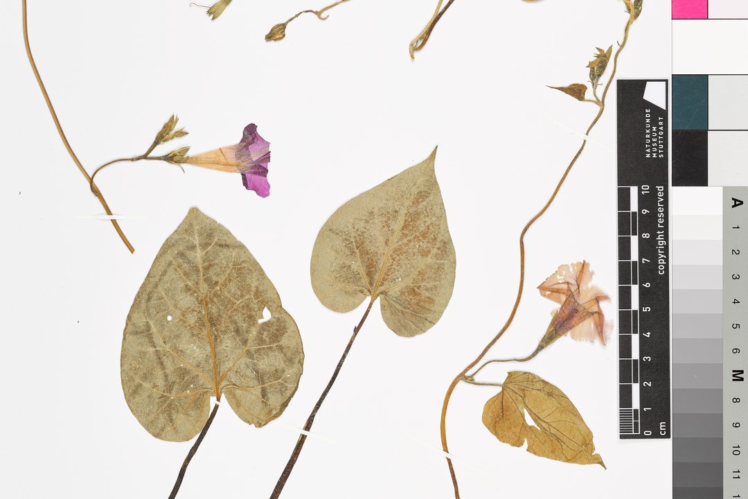 Herbarbeleg einer Purpur-Prunkwinde. Einzelne Blätter, Stängel und violette Blüten liegen auf einem weißen Blatt Papier. Ebenfalls auf dem Blatt Papier ist ein kleiner Zettel mit den Funddaten der Pflanze.