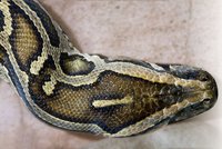 Tigerpython