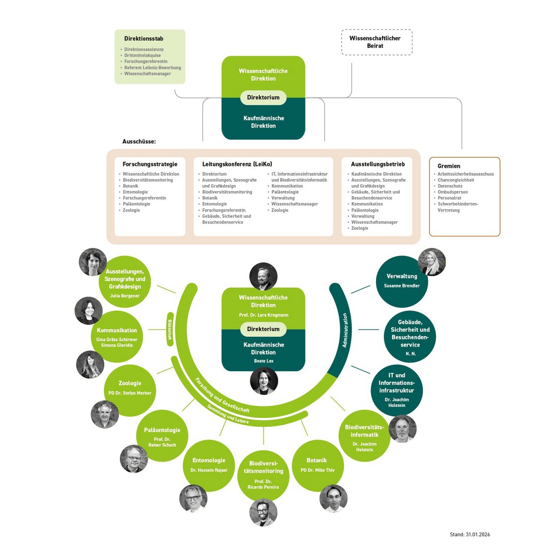 Organigramm des Naturkundemuseums Stuttgart. Oben sind Direktion und Beratungsstrukturen dargestellt: ein „Direktionsstab“ (Direktionsassistenz, Drittmittelakquise, Forschungsreferentin, Referent Leibniz–Bewerbung, Wissenschaftsmanager) sowie ein „Wissenschaftlicher Beirat“. In der Mitte stehen die beiden Leitungsebenen „Wissenschaftliche Direktion“ und „Kaufmännische Direktion“, die gemeinsam das „Direktorium“ bilden. Unter „Ausschüsse“ sind vier Bereiche aufgeführt: „Forschungsstrategie“ (mit Vertreter*innen aus wissenschaftlicher Direktion, Biodiversitätsmonitoring, Botanik, Entomologie, Forschungsreferat, Paläontologie und Zoologie), „Leitungskonferenz (LeiKo)“ (Direktorium, Ausstellungen/Szenografie/Grafikdesign, Biodiversitätsinformatik und IT- und Infrastruktur, Biodiversitätsmonitoring, Botanik, Entomologie, Forschungsreferentin, Gebäude, Sicherheit und Besuchendenservice, Kommunikation, Paläontologie, Verwaltung, Wissenschaftsmanager, Zoologie), „Ausstellungsbetrieb“ (Kaufmännische Direktion, Ausstellungen/Szenografie/Grafikdesign, Kommunikation, Gebäude/Sicherheit/Besuchendenservice, Verwaltung, Wissenschaftsmanager sowie Vertreter*innen aus Zoologie und Paläontologie) und „Gremien“ (Arbeitssicherheitsausschuss, Chancengleichheit, Datenschutz, Ombudsperson, Personalrat, Schwerbehindertenvertretung).  Im unteren Teil zeigt eine kreisförmige Darstellung die Bereiche des Museums und ihre Zuordnung. Von links nach rechts zunächst der Bereich "Forschung und Gesellschaft" mit „Ausstellungen, Szenografie und Grafikdesign“ (Julia Bergener) und „Kommunikation“ (Gina Grätz Schirmer, Simona Gleridis) mit der Bibliothek, „Zoologie“ (PD Dr. Stefan Merker), „Paläontologie“ (Prof. Dr. Rainer Schoch), „Entomologie“ (Dr. Hossein Rajaei), „Biodiversitätsmonitoring“ (Prof. Dr. Ricardo Pereira), „Botanik“ (PD Dr. Mike Thiv) sowie „Biodiversitätsinformatik“ (Dr. Joachim Holstein). Rechts ist der administrative Bereich „Administration“ mit „Verwaltung“ (Susanne Brendler), „Gebäude, Sicherheit und Besuchendenservice“ (N. N.) und „IT- und Informationsinfrastruktur“ (Dr. Joachim Holstein) dargestellt. In der Mitte das "Direktorium" aus der Wissenschaftlichen Direktion (Prof. Dr. Lars Krogmann) und der "Kaufmännischen Direktion" (Beate Lex).