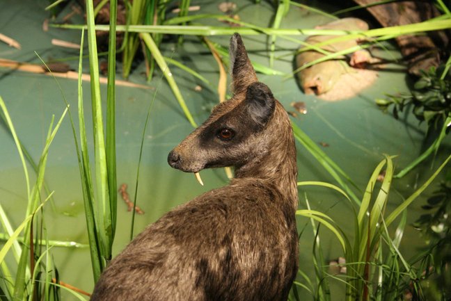 Modell Säbelzahnhirsch in Lebensraum