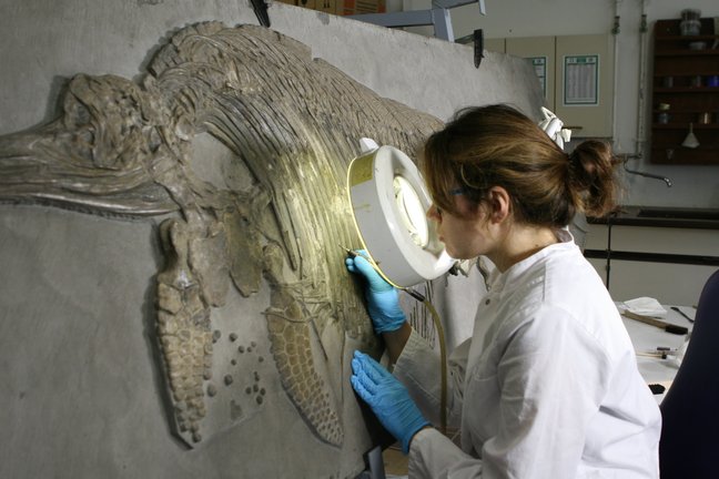 Restauration eines Fischsaurier-Fossils