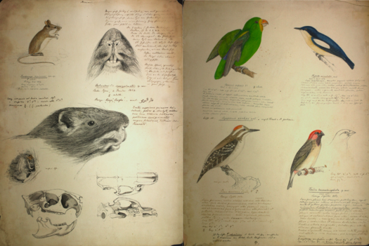 Zeichnungen aus den beiden Bänden über das Leben und Wirken des Naturforschers Theodor von Heuglin