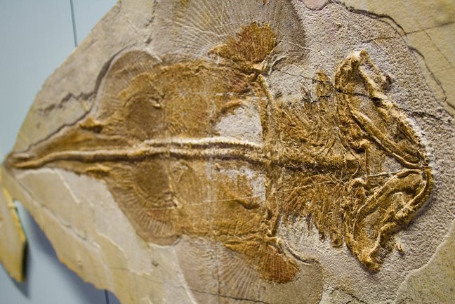 Meerengel Nusplingen Fossil