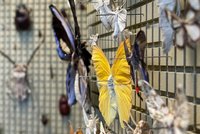 verschiedene Insekten in Ausstellung