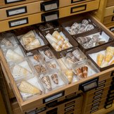 Offene Schublade mit den Häusern von Kegelschnecken in der malakologischen Sammlung