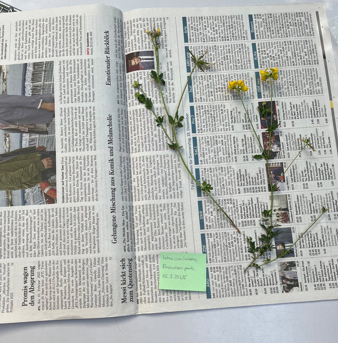 In einen offenen Zeitungsblat liegt eine vollständige Wiesenblume mit Blüten, Stängeln, Blättern und Wurzeln. Neben der Pflanze ist ein grüner Klebezettel mit dem Namen und den Funddaten der Pflanze.