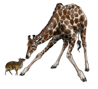 Zeichnung einer Giraffe