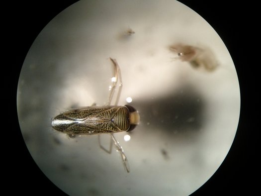 Wasserinsekt in auf der Wasseroberfläche, gesehen durch ein Mikroskop