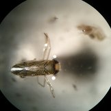 Wasserinsekt in auf der Wasseroberfläche, gesehen durch ein Mikroskop