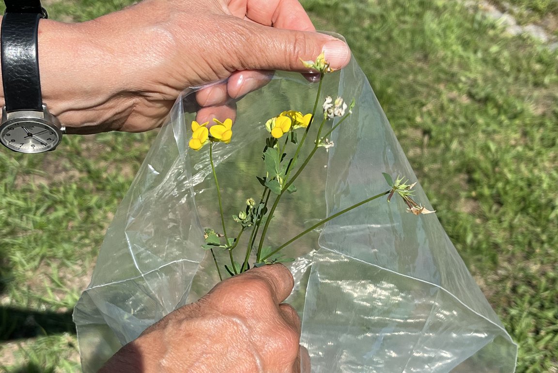 Eine Person, von der man nur die Hände sieht, legt eine Blume mit gelben Blüten in eine Plastiktüte. Im Hintergrund ist eine sonnige grüne Wise zu erkennen. 