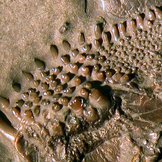 Nahaufnahme der Zähne beim Fossil eines urzeitlichen Fishs