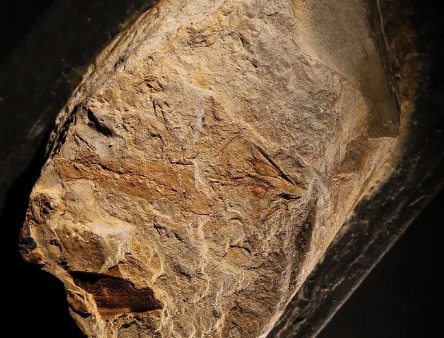 Stein mit Fossil eines urzeitlichen Amphibs