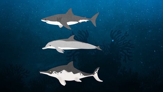 Zeichnung Hai, Delfin und Fischsaurier im Vergleich