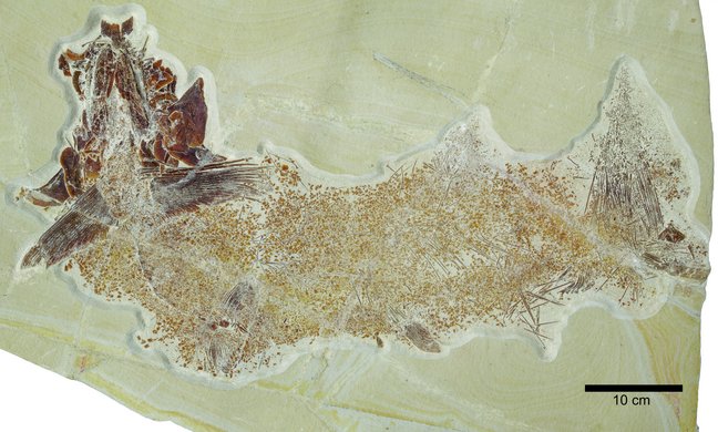 Foto des Fossils von Simocormus seyboldi