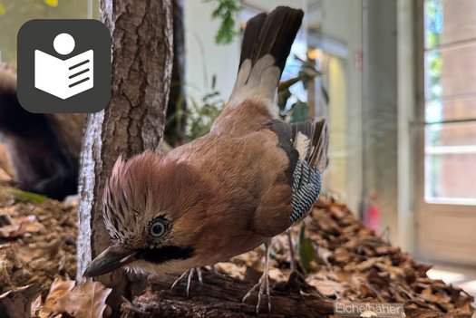 Präparat eines Eichelhähers mit Icon Leichte Sprache