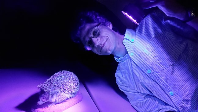 Dr. Eli Amson beleuchtet ein Igelpräparat mit Schwarzlicht.