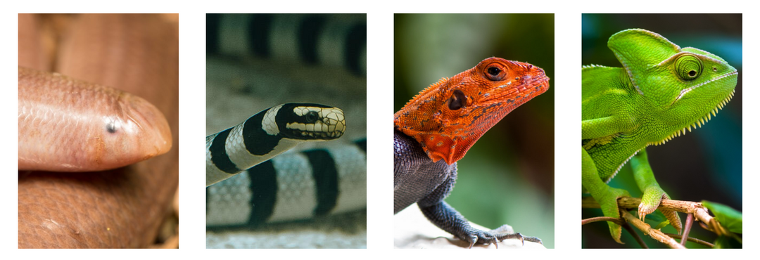 Kollage von vier verschiedenen Reptilien