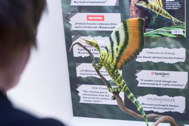 Besucherin betrachtet Modell des Sauriers Mirasaura