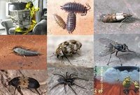 Collage Gliederfüßer