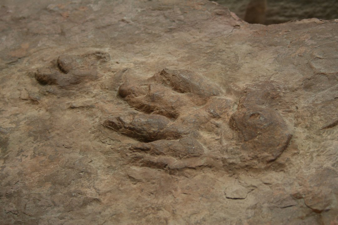 Positivabdruck einer versteinerten Saurierfährte mit Hand- und Fußabdruck
