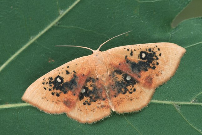 Brauner Schmetterling mit schwarzen Punkten (Cyclophora albiocellaria)
