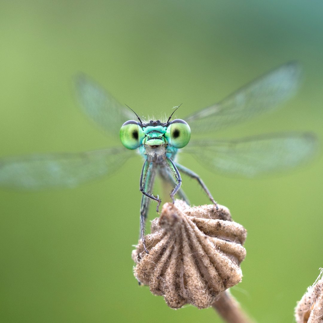 Kleinlibelle, die Richtung Kamera schaut