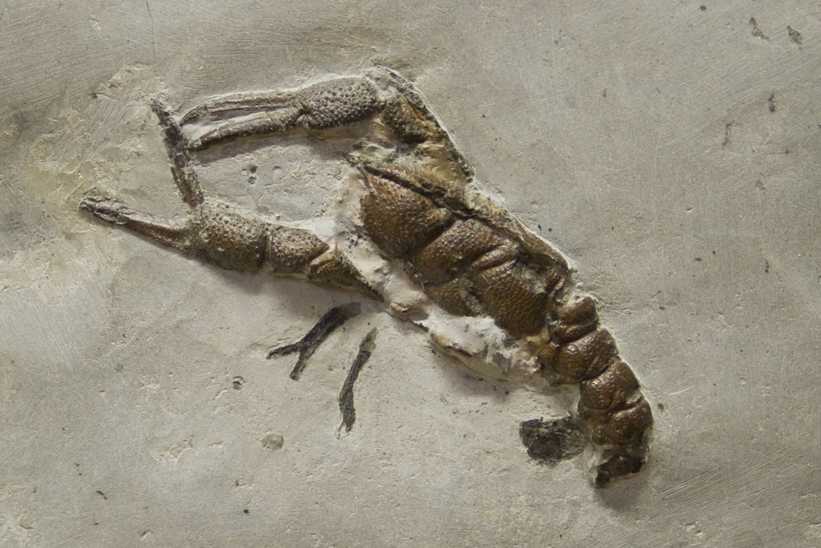 Fossiler Krebs Braunjura