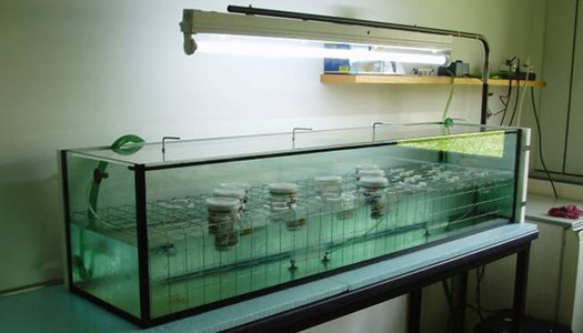 Aufzuchtaquarium für Wasserinsekten